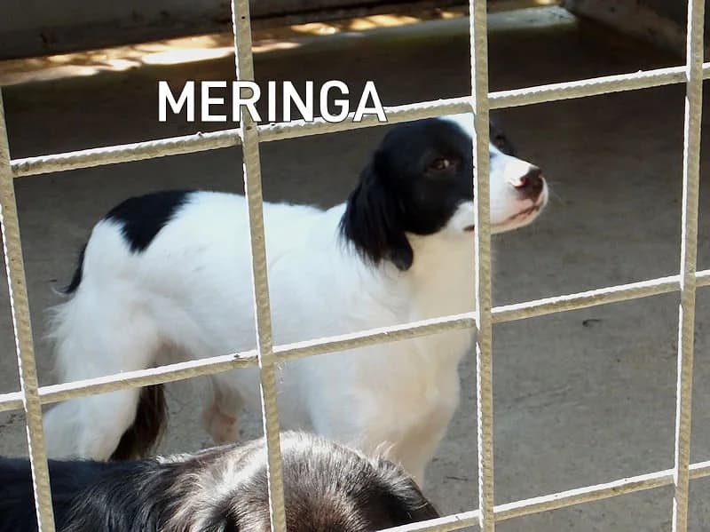 MERINGA, Mixed Breed for adoption at ACL ODV Roma