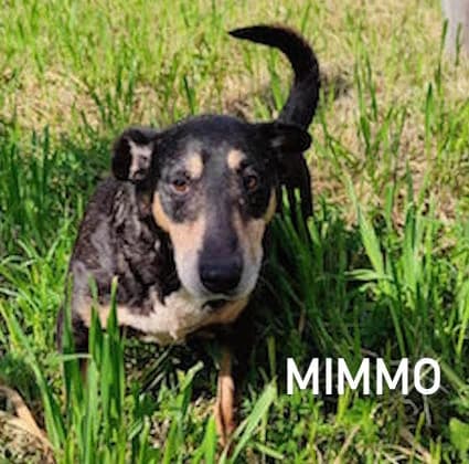 MIMMO, Mixed Breed for adoption at ACL ODV Roma
