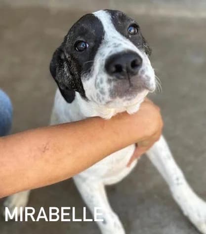MIRABELLE, Mixed Breed for adoption at ACL ODV Roma