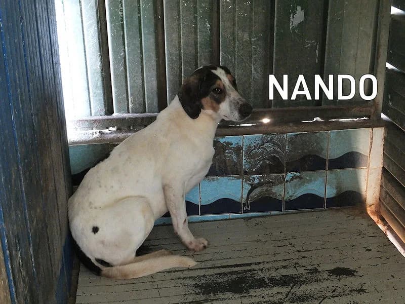 NANDO, Mixed Breed for adoption at ACL ODV Roma
