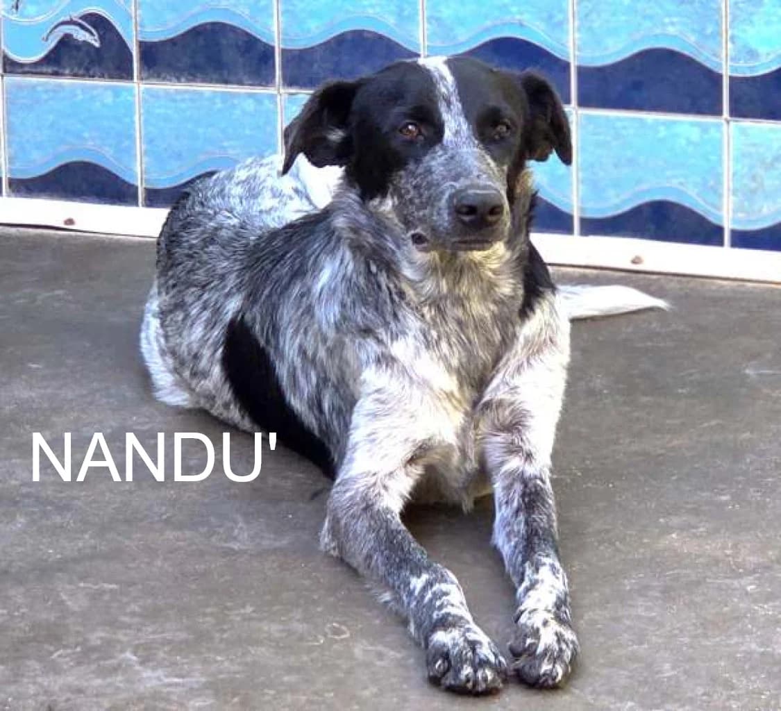 NANDUโ, Mixed Breed for adoption at ACL ODV Roma
