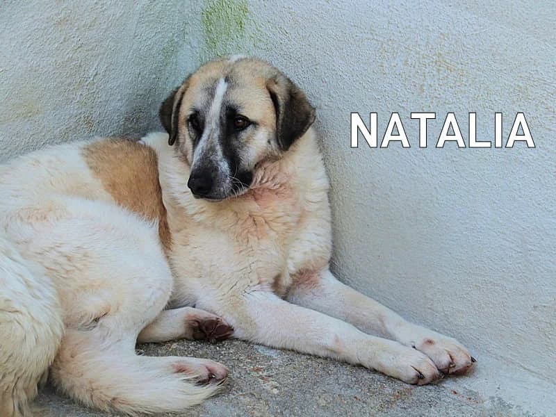 NATALIA, Mixed Breed for adoption at ACL ODV Roma