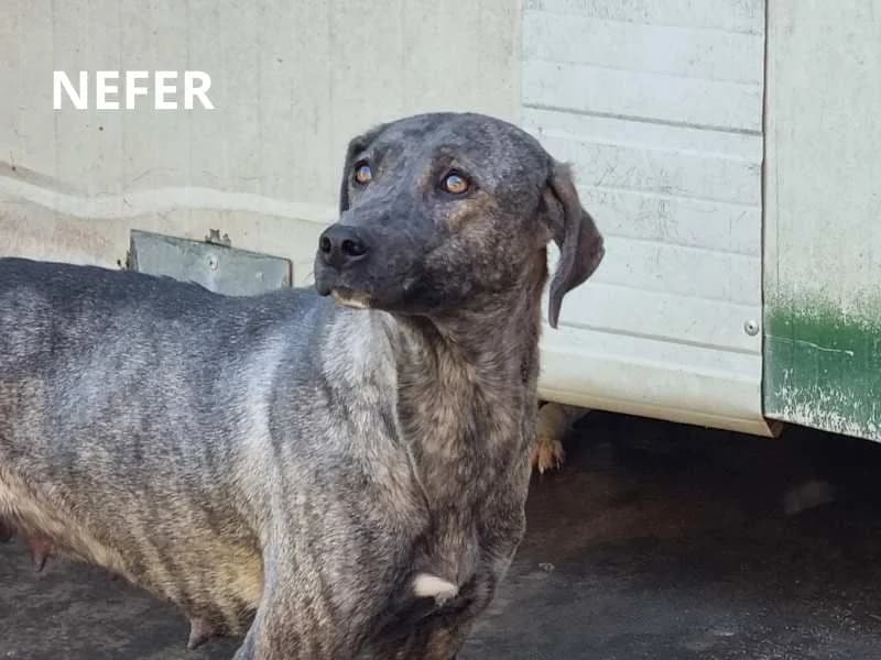 NEFER, Mixed Breed for adoption at ACL ODV Roma