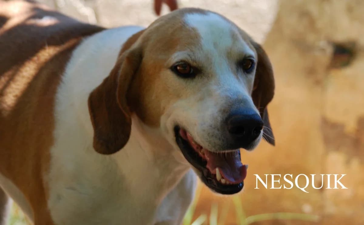 NESQUIK, Mixed Breed for adoption at ACL ODV Roma