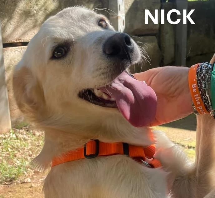 NICK, Mixed Breed for adoption at ACL ODV Roma