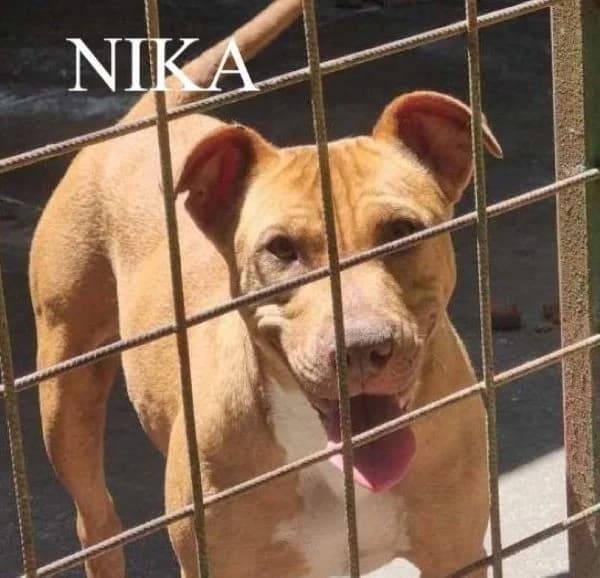 NIKA, Mixed Breed for adoption at ACL ODV Roma