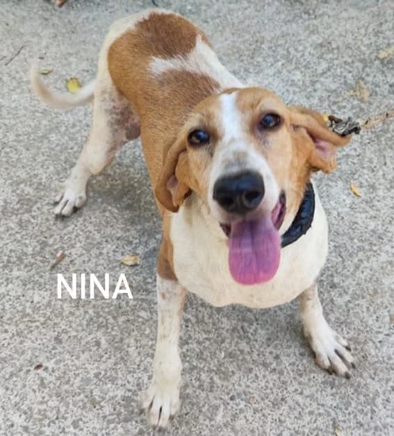 NINA, Mixed Breed for adoption at ACL ODV Roma