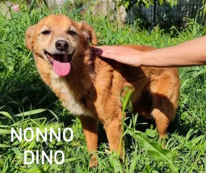 NONNO DINO, Mixed Breed for adoption at ACL ODV Roma