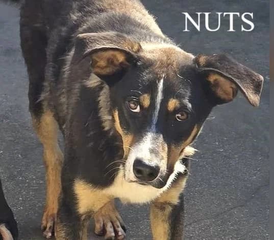 NUTS, Mixed Breed for adoption at ACL ODV Roma