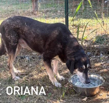 ORIANA, Mixed Breed for adoption at ACL ODV Roma