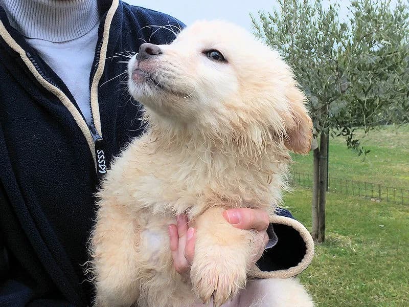 PAKA, Mixed Breed for adoption at ACL ODV Roma
