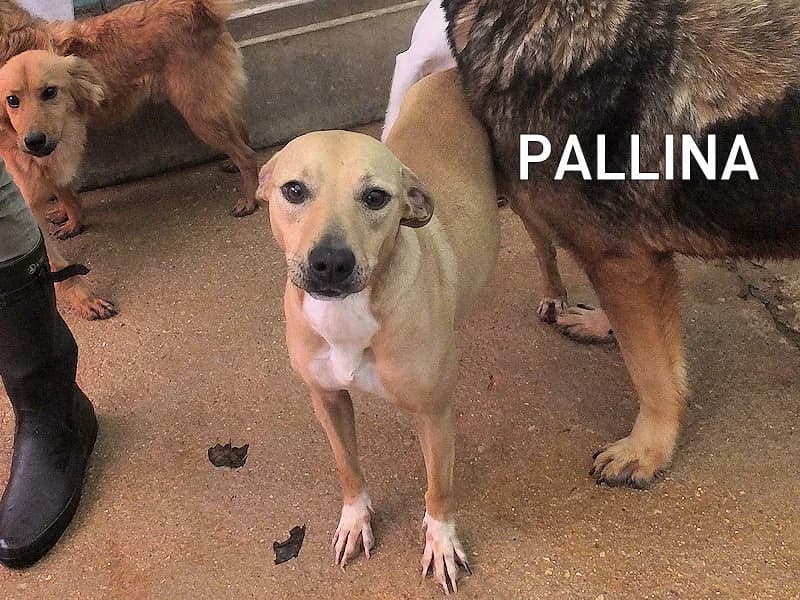 PALLINA, Mixed Breed for adoption at ACL ODV Roma
