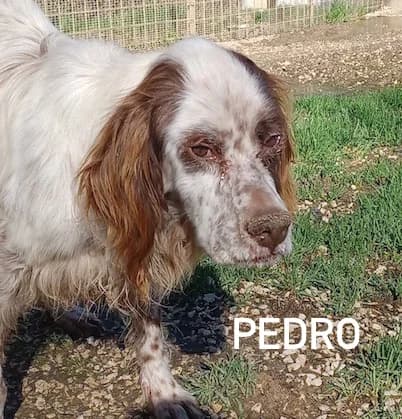 PEDRO, Mixed Breed for adoption at ACL ODV Roma