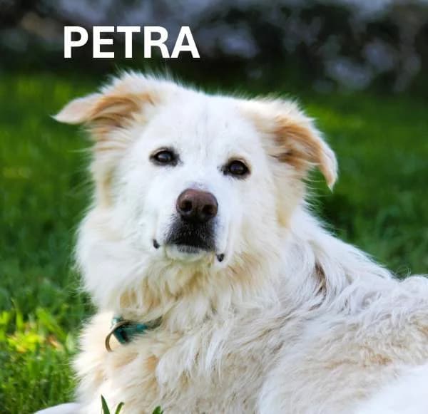 PETRA, Mixed Breed for adoption at ACL ODV Roma