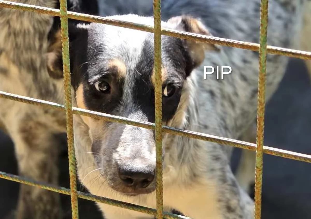 PIP, Mixed Breed for adoption at ACL ODV Roma