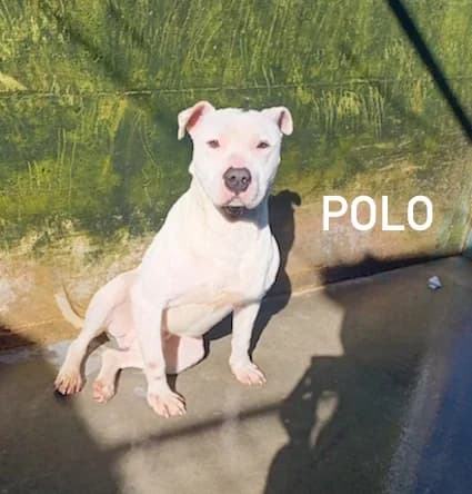 POLO, Mixed Breed for adoption at ACL ODV Roma