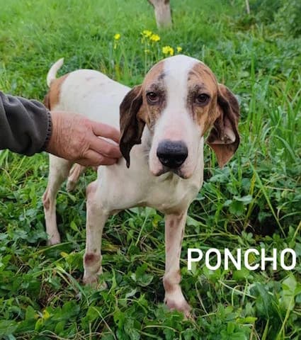 PONCHO, Mixed Breed for adoption at ACL ODV Roma