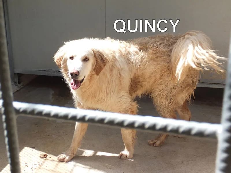 QUINCY, Mixed Breed for adoption at ACL ODV Roma