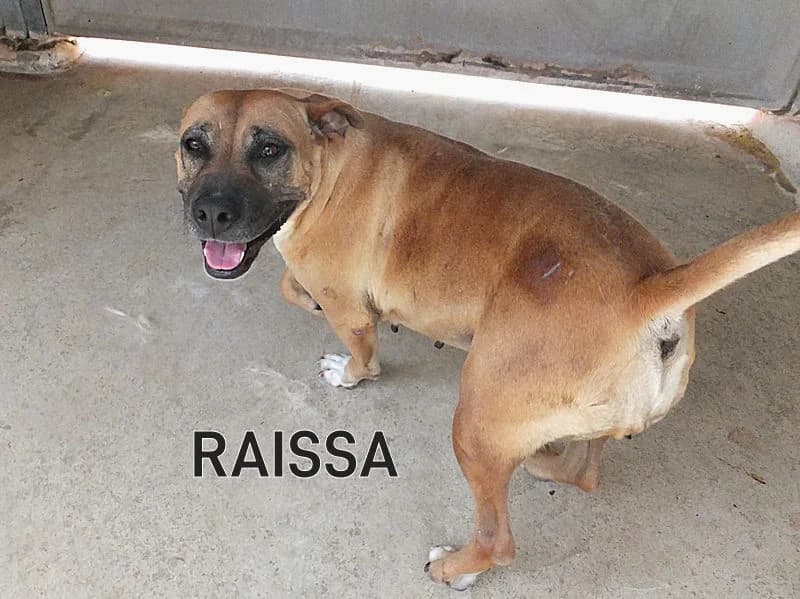 RAISSA, Mixed Breed for adoption at ACL ODV Roma