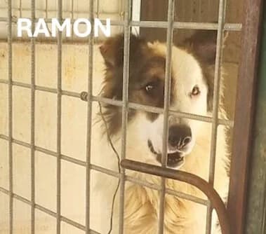 RAMON, Mixed Breed for adoption at ACL ODV Roma