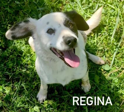 REGINA, Mixed Breed for adoption at ACL ODV Roma