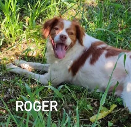 ROGER, Mixed Breed for adoption at ACL ODV Roma