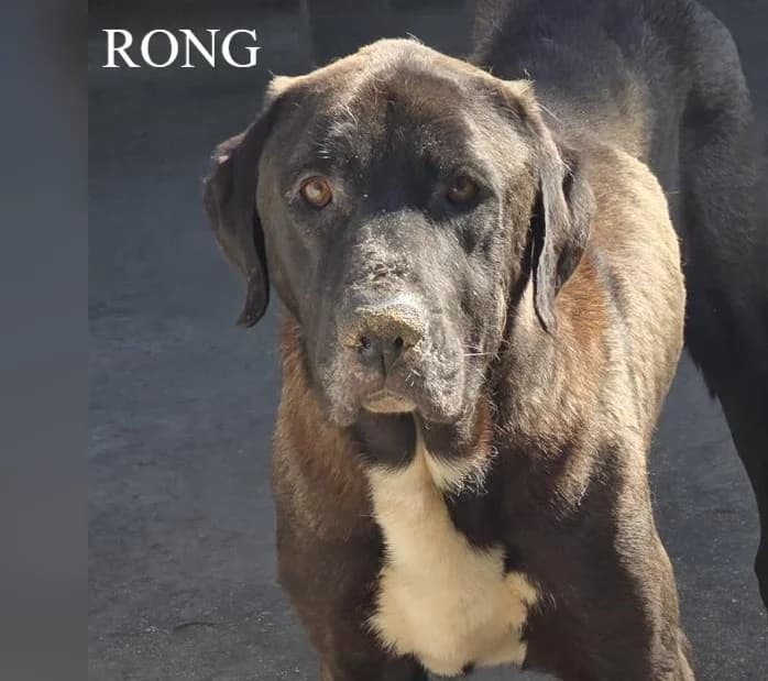 RONG, Mixed Breed for adoption at ACL ODV Roma