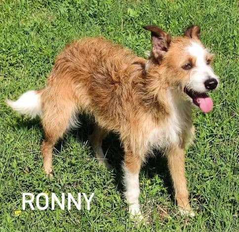 RONNY, Mixed Breed for adoption at ACL ODV Roma
