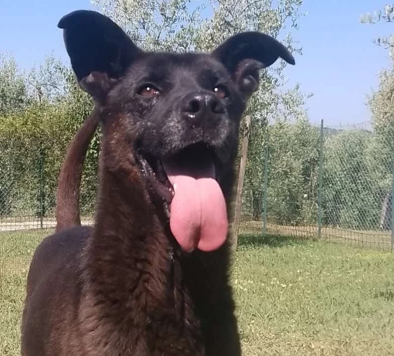 RUFUS, Mixed Breed for adoption at ACL ODV Roma