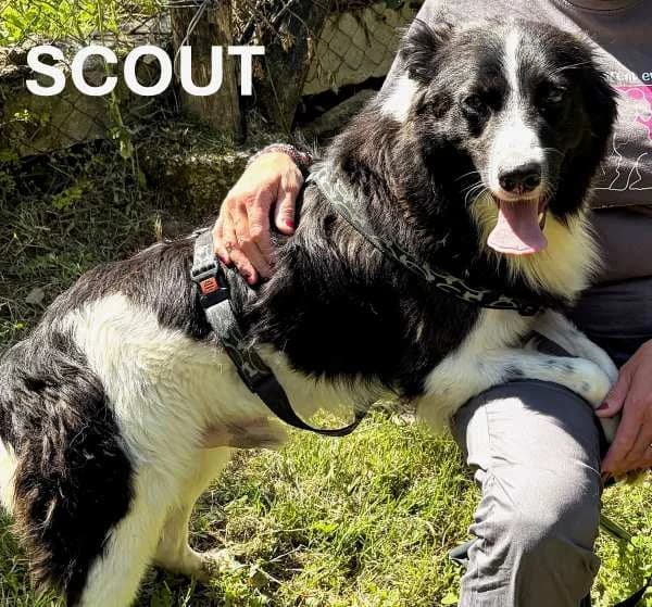 SCOUT, Mixed Breed for adoption at ACL ODV Roma