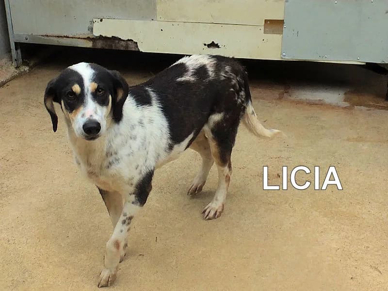 LICIA, Mixed Breed for adoption at ACL ODV Roma