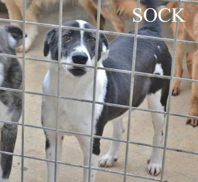 SOCK, Mixed Breed for adoption at ACL ODV Roma