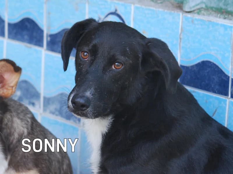 SONNY, Mixed Breed for adoption at ACL ODV Roma