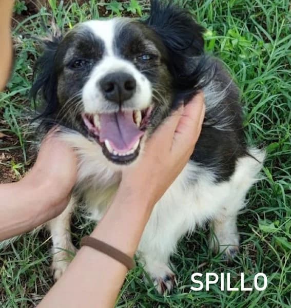 SPILLO, Mixed Breed for adoption at ACL ODV Roma