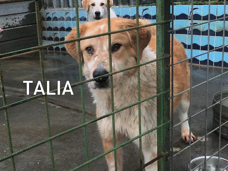 TALIA, Mixed Breed for adoption at ACL ODV Roma