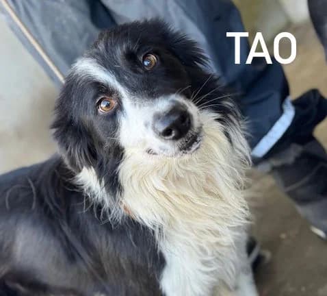 TAO, Mixed Breed for adoption at ACL ODV Roma