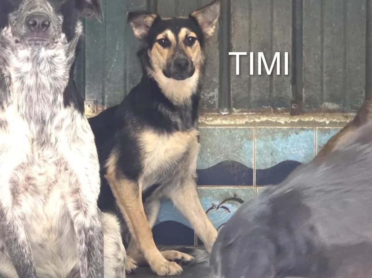 TIMI, Mixed Breed for adoption at ACL ODV Roma