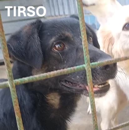 TIRSO, Mixed Breed for adoption at ACL ODV Roma