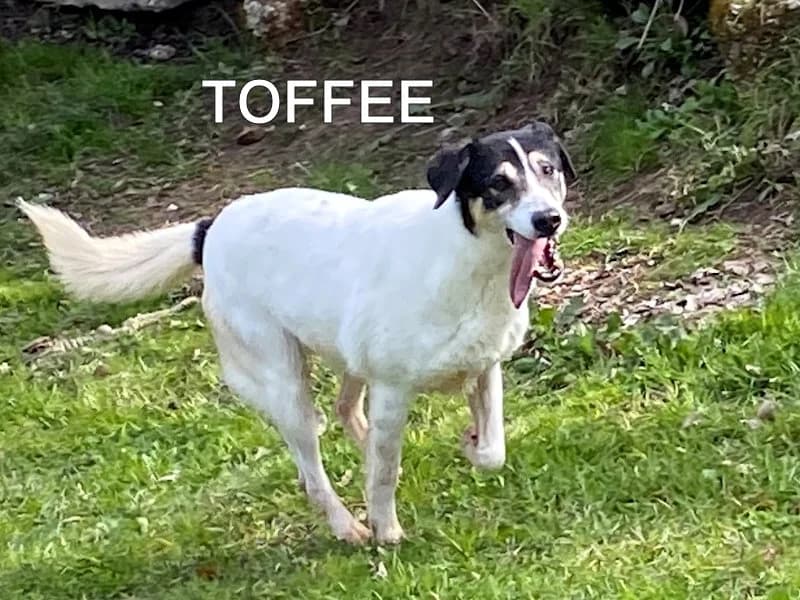 TOFFEE, Mixed Breed for adoption at ACL ODV Roma