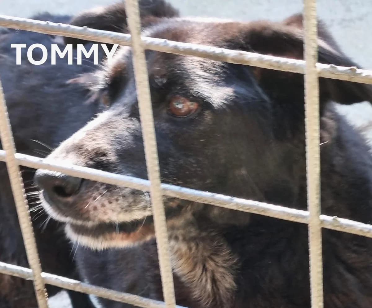 TOMMY, Mixed Breed for adoption at ACL ODV Roma