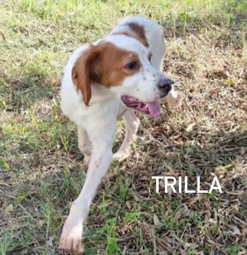 TRILLA, Mixed Breed for adoption at ACL ODV Roma