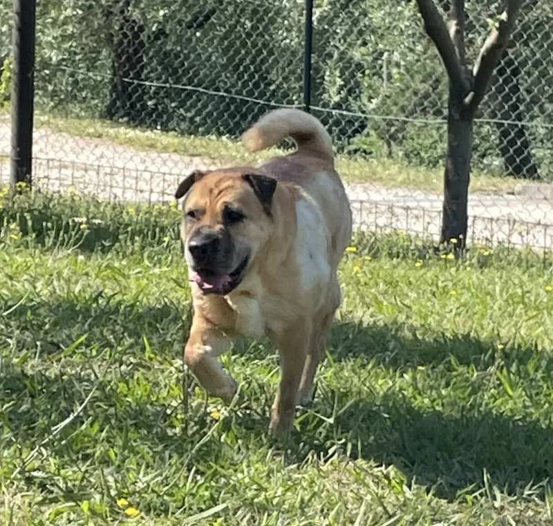SCIARPETTA, Mixed Breed for adoption at ACL ODV Roma