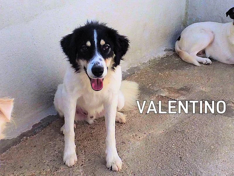 VALENTINO, Mixed Breed for adoption at ACL ODV Roma