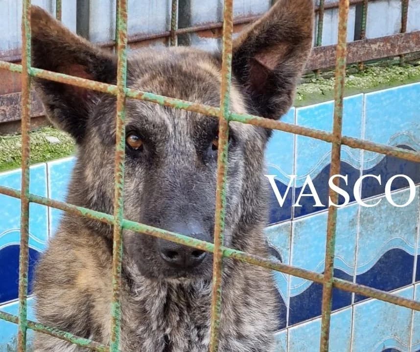 VASCO, Mixed Breed for adoption at ACL ODV Roma