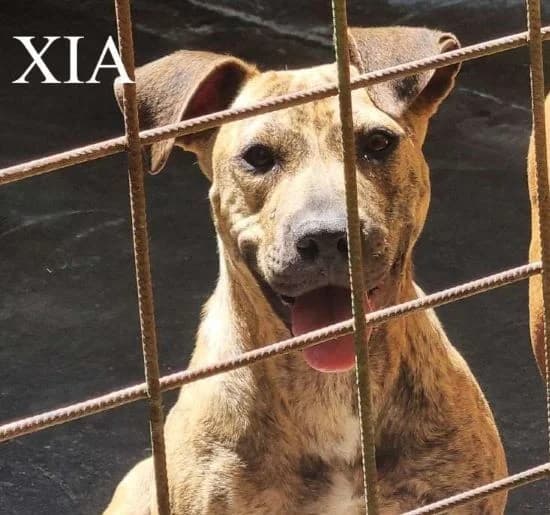 XIA, Mixed Breed for adoption at ACL ODV Roma
