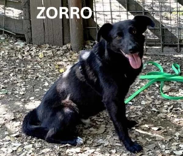ZORRO, Mixed Breed for adoption at ACL ODV Roma