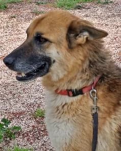 Bellissimo mix pastore tedesco in cerca di famiglia, Mixed Breed for adoption at Adottami col Cuore, Andria (BAT)