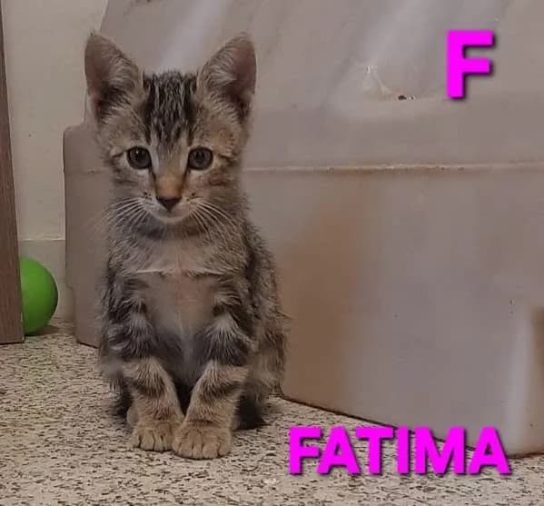 SAID, Mixed Breed for adoption at Adottami col Cuore, Andria (BAT)