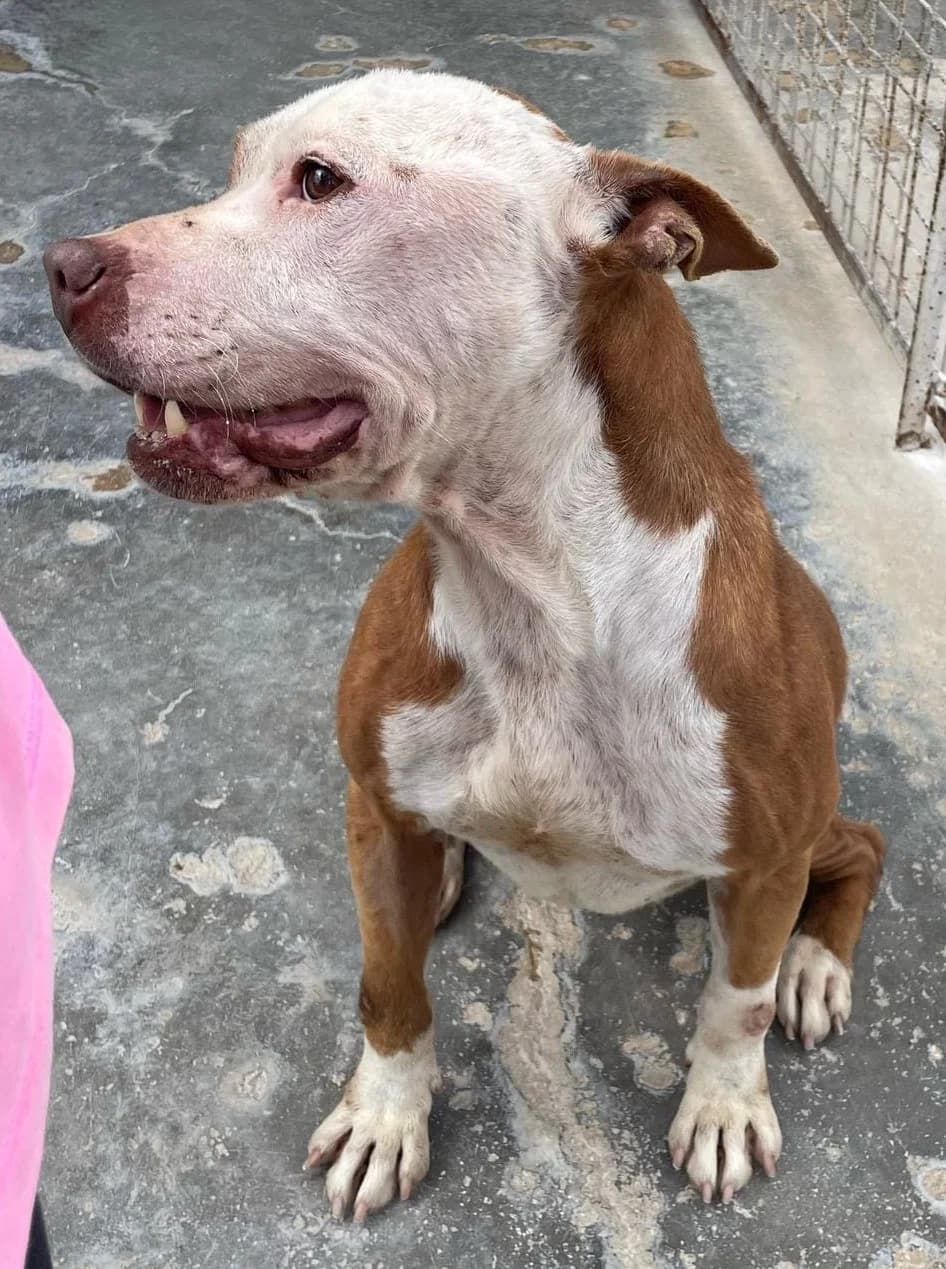 ARLECCHINO, Mixed Breed for adoption at Adottami col Cuore, Andria (BAT)