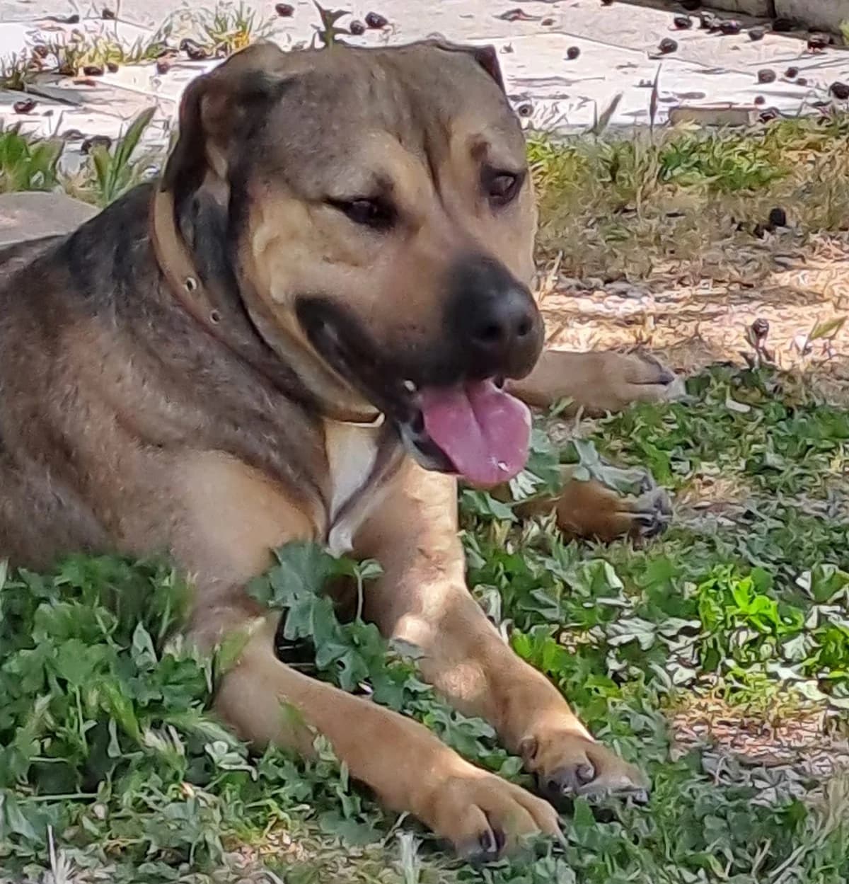 BOBBY, 3yo Mixed Breed for adoption at Adottami col Cuore, Andria (BAT)